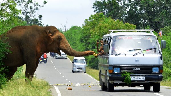 مارة على الطريق يتوقفون لإطعام فيلا في سريلانكا، 30 أبريل / نيسان 2018 - سبوتنيك عربي
