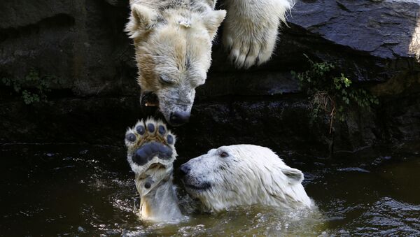 الدببة القطبية تلعب بالماء في حديقة الحيوانات تييربارك في برلين، ألمانيا 8 مايو/ أيار 2018 - سبوتنيك عربي