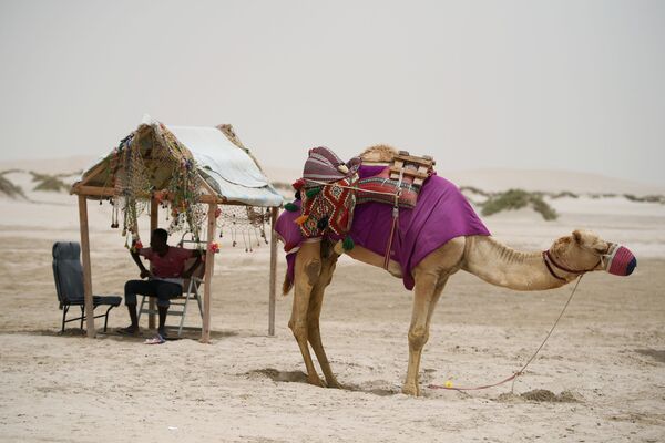 جمل في صحراء خور العديد في الدوحة، قطر - سبوتنيك عربي