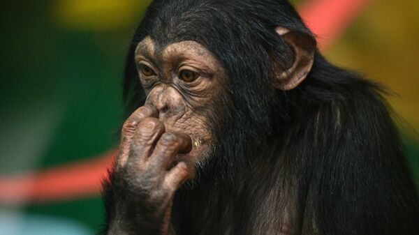 الشمبانزي - سبوتنيك عربي