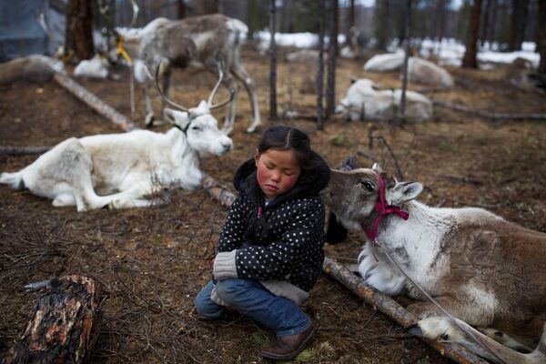 ابنة الراعية، البالغة من العمر ست سنوات، تجلس بين الرنة عائلتها في غابة بالقرب من قرية تساغانور، منغوليا 21 أبريل/ نيسان  2018 - سبوتنيك عربي