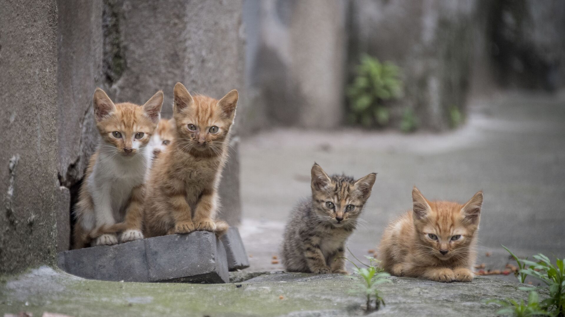 خمس قطط صغيرة في شارع في شنغهاي، 28 مايو/ أيار 2018 - سبوتنيك عربي, 1920, 14.07.2021