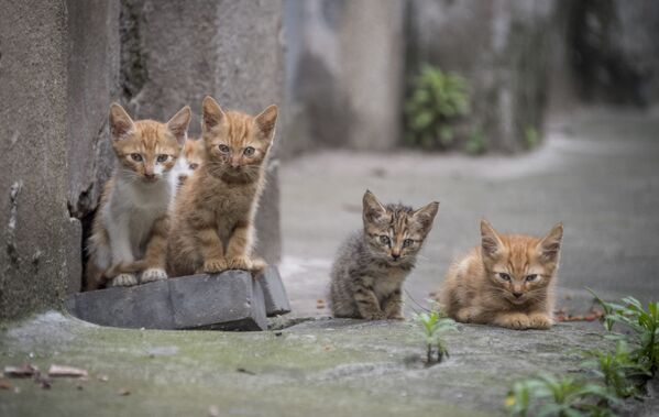 خمس قطط صغيرة في شارع في شنغهاي، 28 مايو/ أيار 2018 - سبوتنيك عربي