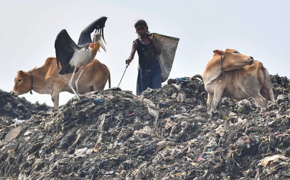 فتاة هندية تبحث عن مواد قابلة للتدوير، في أحد أكبر مواقع للتخلص من النفايات في شمال شرق الهند، قبل يوم البيئة العالمي في منطقة بوراغون في جواهاتي، 4 يونيو/ حزيران 2018 - سبوتنيك عربي