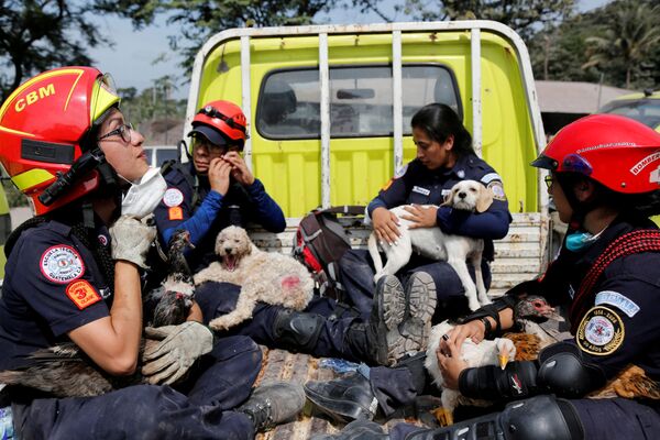 رجال الإطفاء ينقذون الحيوانات في منطقة متضررة من ثوران بركان فويغو في مجمع سكني سان ميغيل لوس لوتيس في إسكوينتلا، غواتيمالا في 5 يونيو/ حزيران 2018 - سبوتنيك عربي