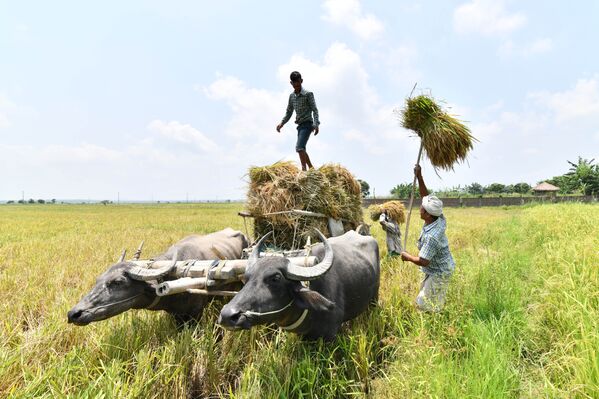 المزارعون الهنود يجمعون الأرز في قرية بورها مايونغ في ولاية آسام الشمالية في 3 يونيو/ حزيران 2018 - سبوتنيك عربي