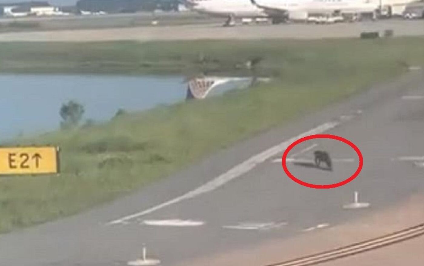 بالفيديو... تمساح يمنع طائرة من الهبوط - 13.06.2018, سبوتنيك عربي