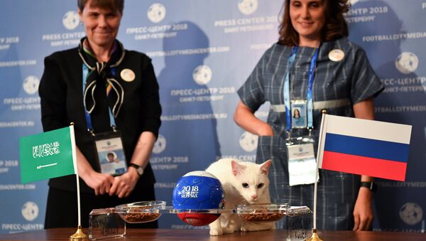 القط أخيل يتنبأ بفوز منتخب روسيا على السعودية في المباراة الافتتاحية يوم غد الخميس - سبوتنيك عربي