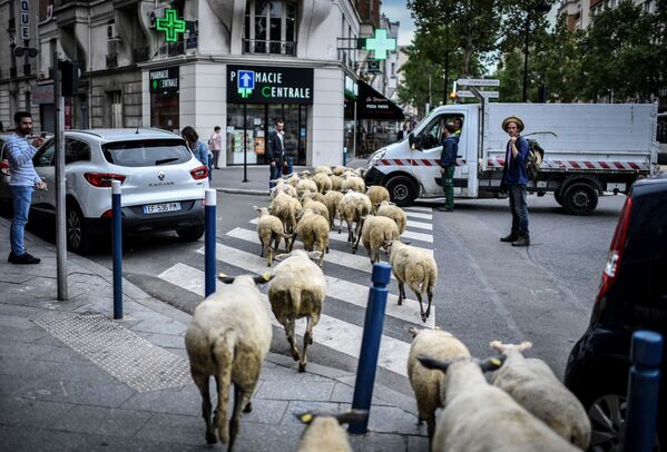 راعي الأغنام يساعد على عبور قطيعه شارعا في باريس، فرنسا 13 يونيو/ حزيران 2018 - سبوتنيك عربي