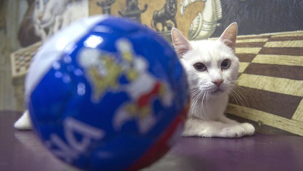 القط الروسي أخيل يتوقع فوز المنتخب الروسي على المصري - سبوتنيك عربي