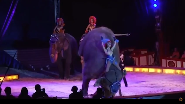 سقوط فيل على الجماهير أثناء أداء عرض في السيرك - سبوتنيك عربي