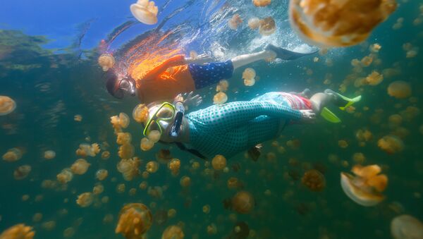 صورة تحت الماء للغطس العائلي مع قناديل البحر الذهبية في بحيرة في بالاو. يعتبر الغوص في نشاطًا شهيرًا للسياح إلى بالاو - سبوتنيك عربي