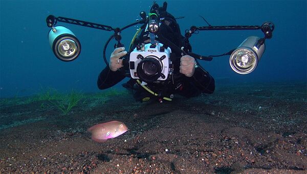 المصور خوان كويتوس يلتقط  صورا لسمكة وردية (Xyrichtys novacula). سالينا، الجزر الأيولية، صقلية، إيطاليا. بعثة الجزر الأيولية، 2018 - سبوتنيك عربي