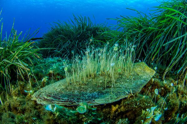 الطحالب الخضراء أحادية الخلية (Acetabularia sp.) على صدفة ميتة في مرج نبتون المعشب (Posidonia oceanica). سالينا، الجزر الأيولية، صقلية ، إيطاليا. بعثة الجزر الأيولية، 2018 - سبوتنيك عربي