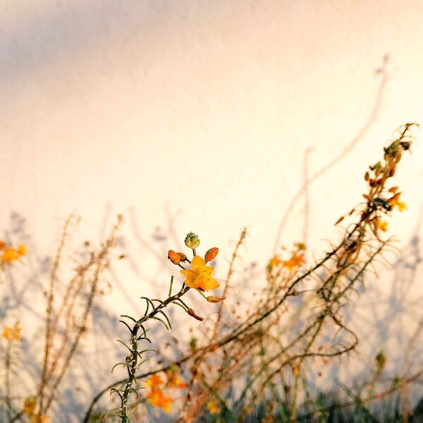 صورة بعنوان Light، للمصور أليسون هيلينا، الحائزة على المركز الأول في فئة النباتات - سبوتنيك عربي
