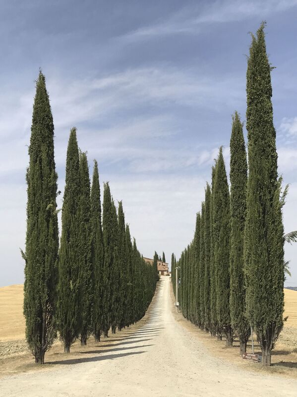 صورة بعنوان Road of Tuscany، للمصورة ليديا مونتيان، الحائزة على المركز الأول في فئة الأشجار - سبوتنيك عربي