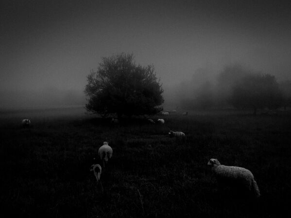 صورة بعنوان Morning Fog، للمصور سكرو محمد عمر، الحائزة على المركز الأول في فئة الطبيعة - سبوتنيك عربي