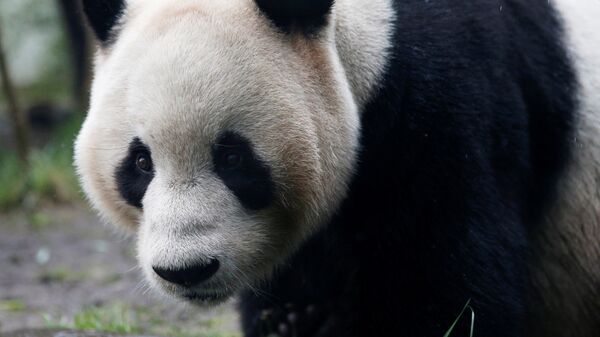Tian Tian, a giant panda walks in the outdoor enclosure at Edinburgh Zoo, Scotland April 12, 2016 - سبوتنيك عربي