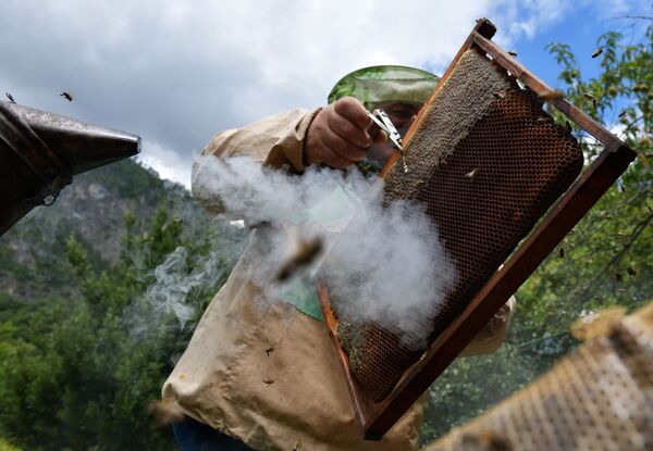 جمع العسل قبال نهر بزيبا في أبخازيا - سبوتنيك عربي