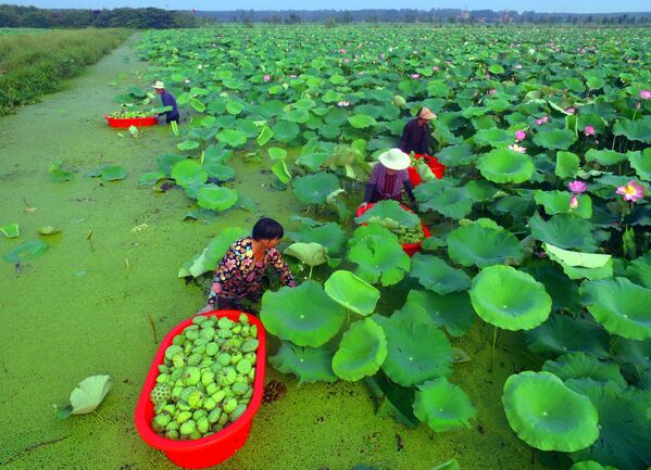 حصاد بذور لوتس على بحيرة في بلدة تانتشنغ، الصين 1 أغسطس/ آب 2018 - سبوتنيك عربي