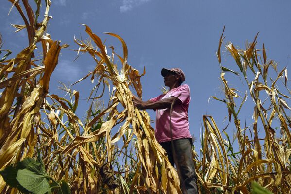 مزارع فقد محاصيله بسبب الجفاف في مدينة أوسولتان، سلفادور 24 يوليو/ تموز 2018 - سبوتنيك عربي