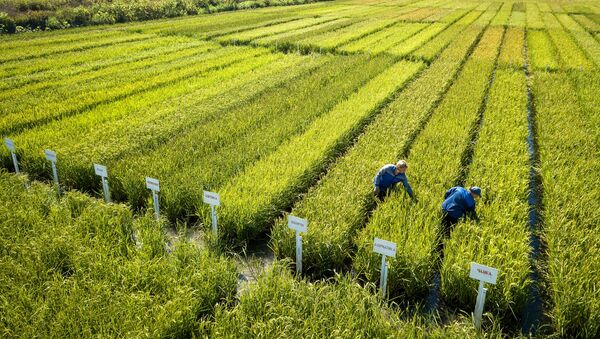 زراعة الأرز في إقليم كراسنودار، روسيا - سبوتنيك عربي