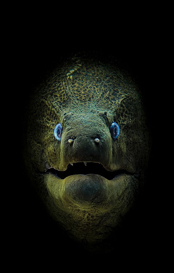صورة للمصور جيمي هال، الذي فاز بالمركز الأول في فئة كاميرا مدمجة لمجلة الصور تحت الماء لعام 2018 - سبوتنيك عربي