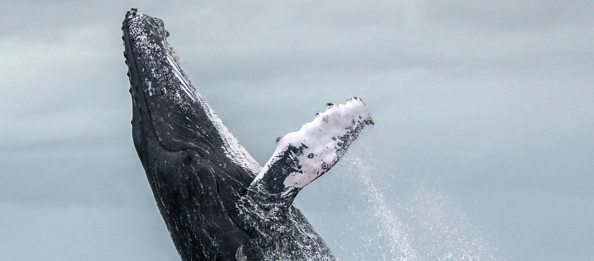 الحوت  الأحدب أثناء قفزه من مياه المحيط الهادئ، التي تعتبر جزء من حديقة أورامبا - خليج مالاغا الوطنية الطبيعية في كولومبيا، في 12 أغسطس/ آب 2018 - سبوتنيك عربي, 1920, 20.07.2020