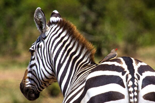 حمار وحشي في حديقة الحيوانات ماساي-مارا في كينيا - سبوتنيك عربي