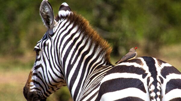 حمار وحشي في حديقة الحيوانات ماساي-مارا في كينيا - سبوتنيك عربي