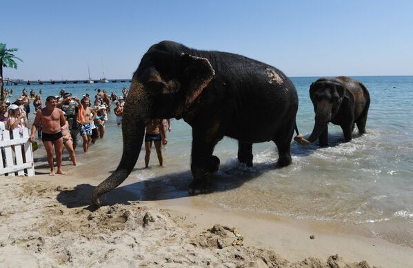 الفيلة الهندية جيني وماجدة، من عرض سيرك، تتجهان إلى الشاطئ بعد السباحة في البحر في يفباتوريا، القرم - سبوتنيك عربي