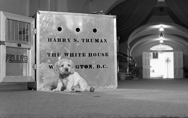 كلب الرئيس الأمريكي هاري ترومان وكلبه ماجور، في البيت الأبيض 22 ديسمبر/ كانون الأول 1947 - سبوتنيك عربي