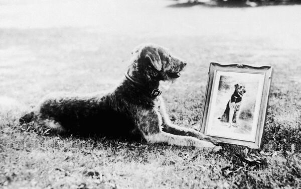 كلب الرئيس الأرميكي وارن هاردينغ، 1 أغسطس/ آب 1922 - سبوتنيك عربي