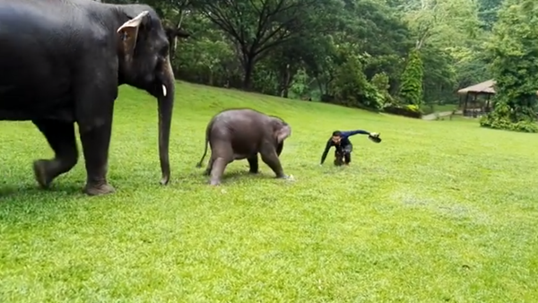 فيل صغير يقلد البشر في التزحلق على العشب الرطب - سبوتنيك عربي