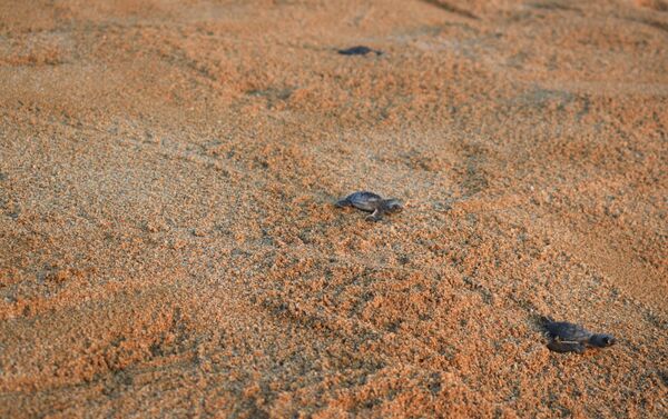 السلاحف الخضراء تنطلق نحو البحر من شاطئ المنصوري في لبنان - سبوتنيك عربي