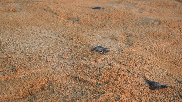 السلاحف الخضراء تنطلق نحو البحر من شاطئ المنصوري في لبنان - سبوتنيك عربي