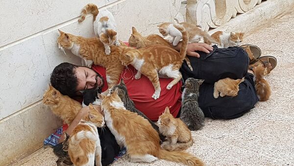 محمد علاء الجليل في محمية القطط في حلب - سبوتنيك عربي
