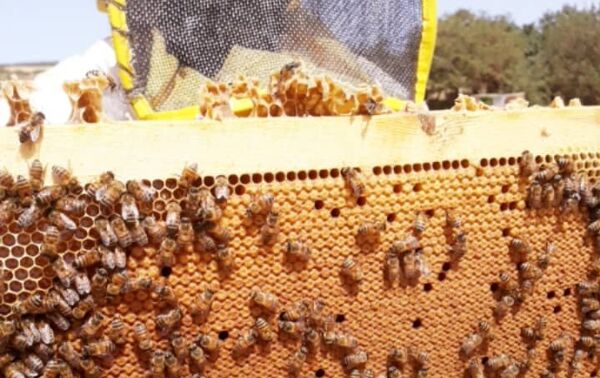 عسل النحل الليبي - سبوتنيك عربي