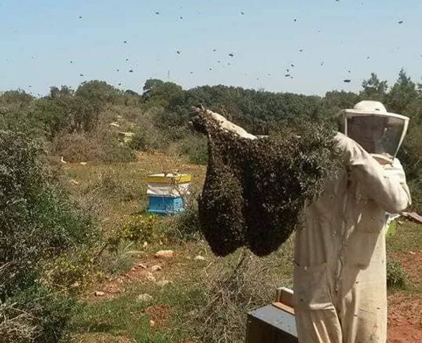 عسل النحل الليبي - سبوتنيك عربي