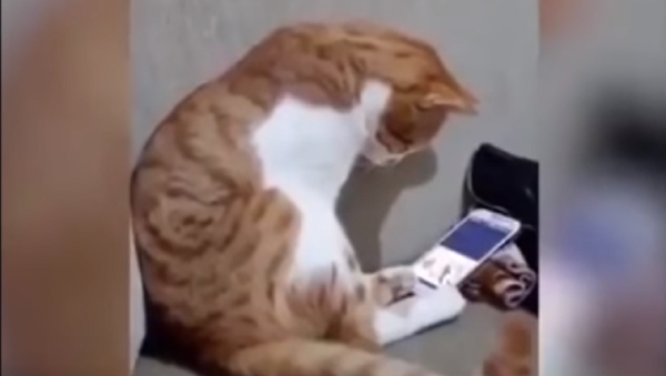 ردة فعل مؤثرة لقط يرى صاحبه على شاشة الهاتف - سبوتنيك عربي