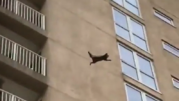 شاهد ماذا حصل لحيوان الراكون بعد قفزه من الطابق التاسع - سبوتنيك عربي