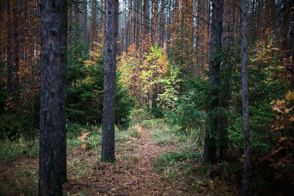 غابة في فصل الخريف في منطقة بيرم - سبوتنيك عربي