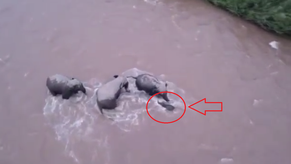 فيديو مؤثر لثلاثة فيلة يقومون بانقاذ فيل صغير من غرق محتم - سبوتنيك عربي