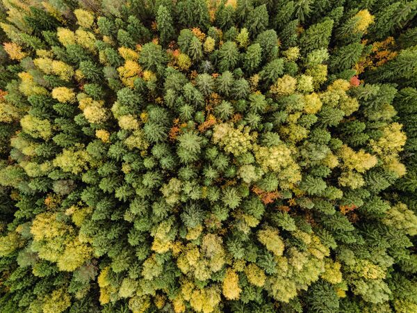 غابة في فصل الخريف في منطقة بيرم الروسية - سبوتنيك عربي