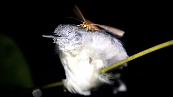 فراشة الأستوائية تشرب دموع طائر إستوائي صغير بحجم العصفور - سبوتنيك عربي