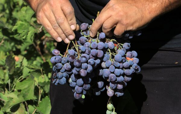 صناعة النبيذ - سبوتنيك عربي