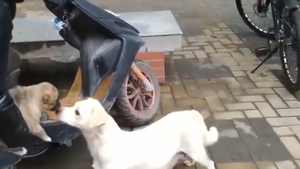 فيديو مؤثر للغاية لكلبة تودع جروها الصغير - سبوتنيك عربي