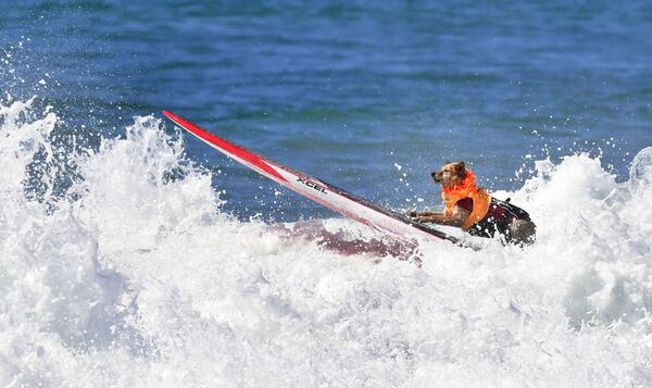 كلب التزحلق على الألواح أثناء مسابقة الركمجة السنوية Surf City Surf Dog العاشرة في هانتنغتون بيتش، كاليفورنيا في 29 سبتمبر/ أيلول 2018 - سبوتنيك عربي