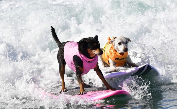 كلب التزحلق على الألواح أثناء مسابقة الركمجة السنوية Surf City Surf Dog العاشرة في هانتنغتون بيتش، كاليفورنيا في 29 سبتمبر/ أيلول 2018 - سبوتنيك عربي