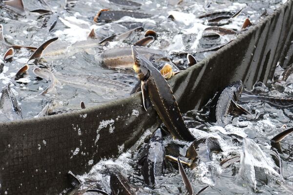 سمك الحفش على حافة القفص في مجمع لأسماك الحفش في تامبوف الروسية - سبوتنيك عربي